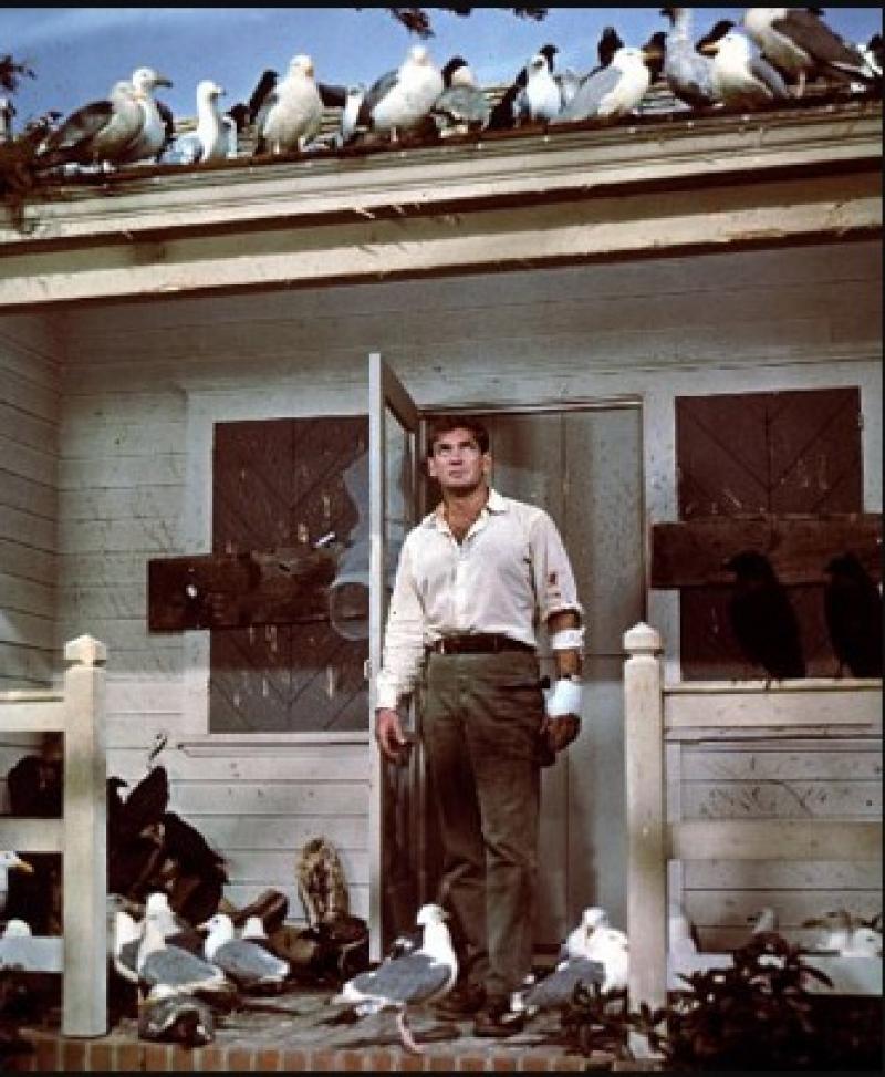 10313 - Die Vögel Die Vögel