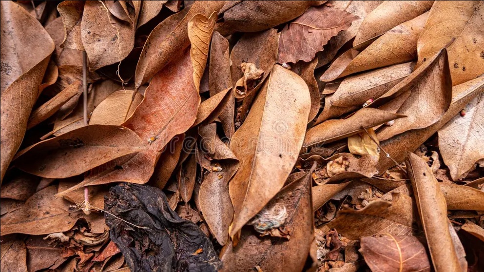 12740 - Dry Leaf (nur im Kino)
